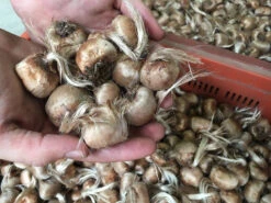 Crocus Sativus -Plants And Flowers Shop 20257950 1228460450615531 2664971298086954114 n