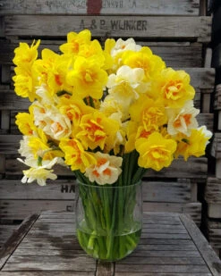 Narcissus 'Double Mixed' -Plants And Flowers Shop 63d1e5cd f939 4080 a965 61e2e243839c