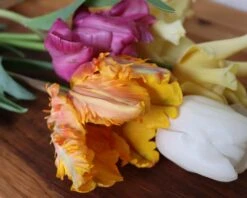 Tulip 'Princess Irene Parrot' 9 Tulip 'Princess Irene Parrot' -Plants And Flowers Shop IMG 1525