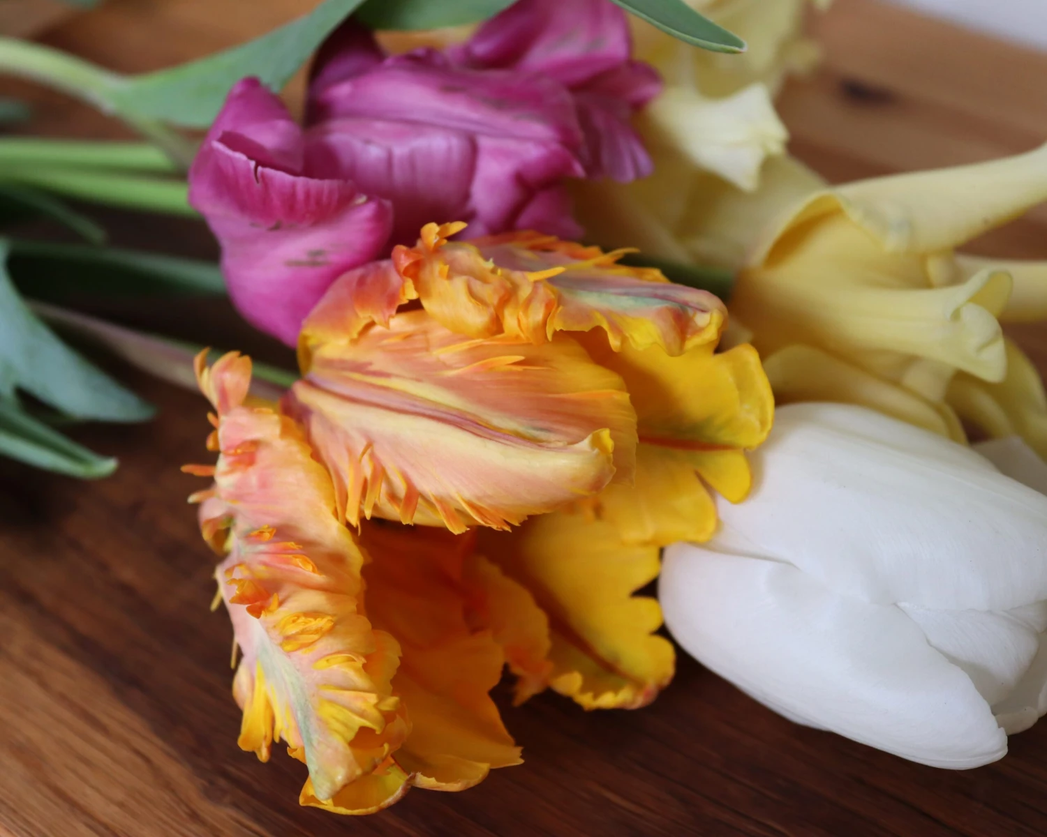 Tulip 'Princess Irene Parrot' 3 Tulip 'Princess Irene Parrot' - Image 3