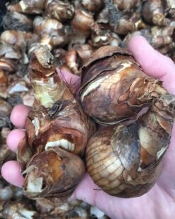 Narcissus 'Bridal Crown' 17 Narcissus 'Bridal Crown' -Plants And Flowers Shop bridalcrown ex2