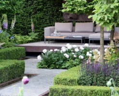 Paeonia 'Shirley Temple' -Plants And Flowers Shop chelsea flower show look