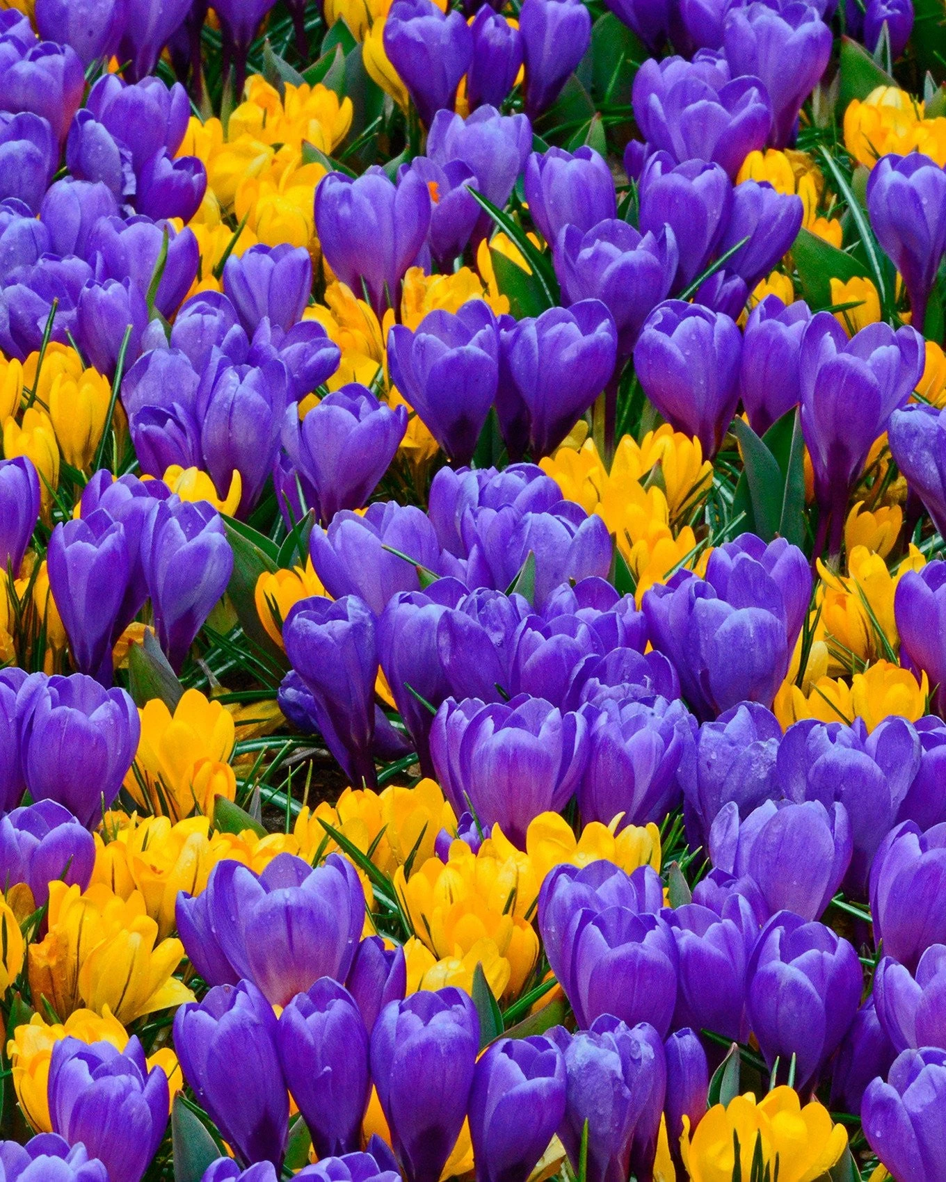 Crocus Collection 'Del Piero' 1 Crocus Collection 'Del Piero'