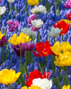 Collection 'Floating Doubles' 7 Collection 'Floating Doubles' -Plants And Flowers Shop collection floating doubles 3