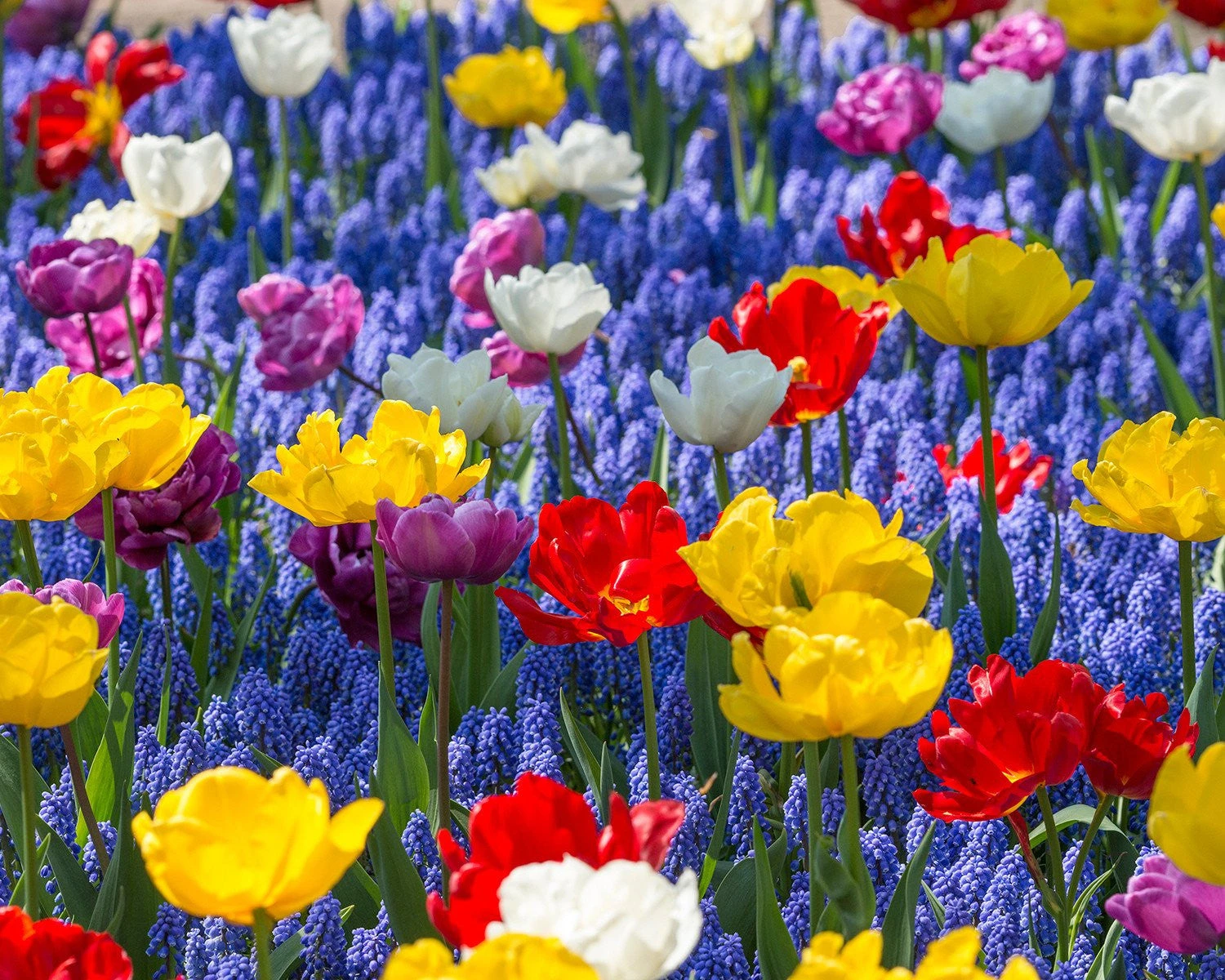 Collection 'Floating Doubles' 2 Collection 'Floating Doubles' - Image 2