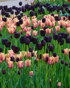 Tulip Collection 'Night & Day' 9 Tulip Collection 'Night & Day' -Plants And Flowers Shop collection foxx queen night 1