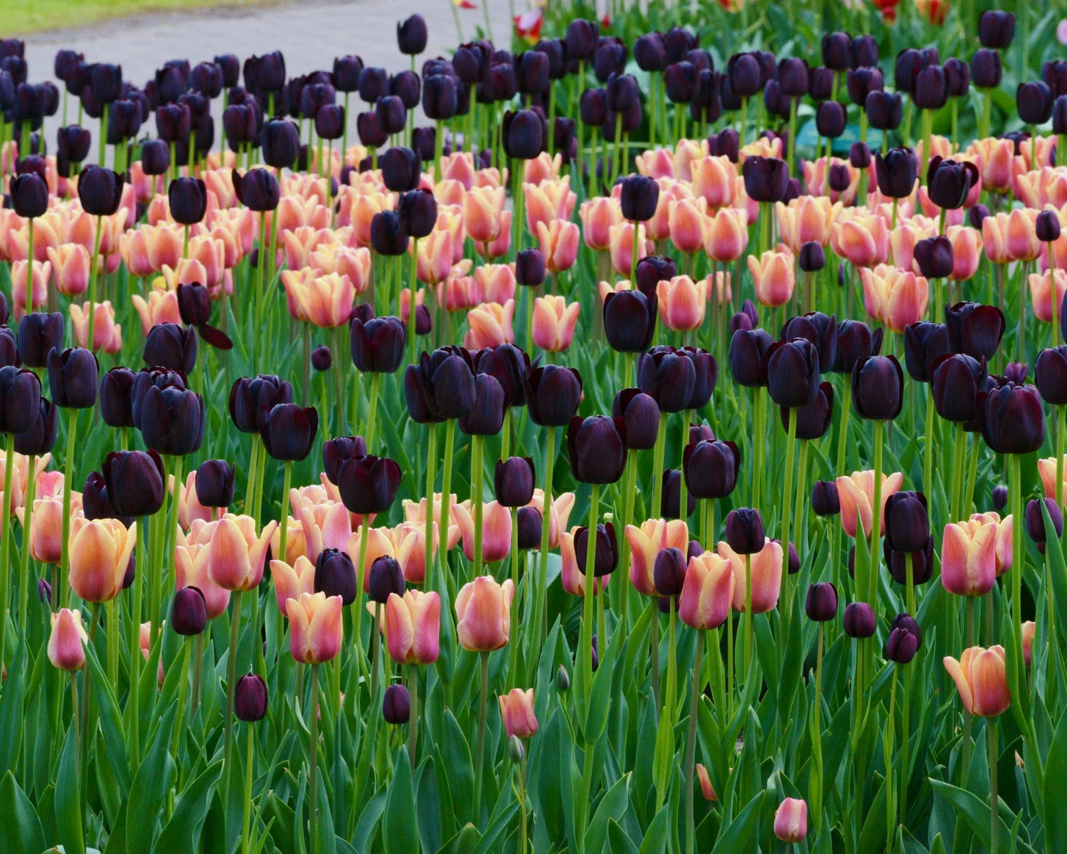 Tulip Collection 'Night & Day' 7 Tulip Collection 'Night & Day' - Image 7