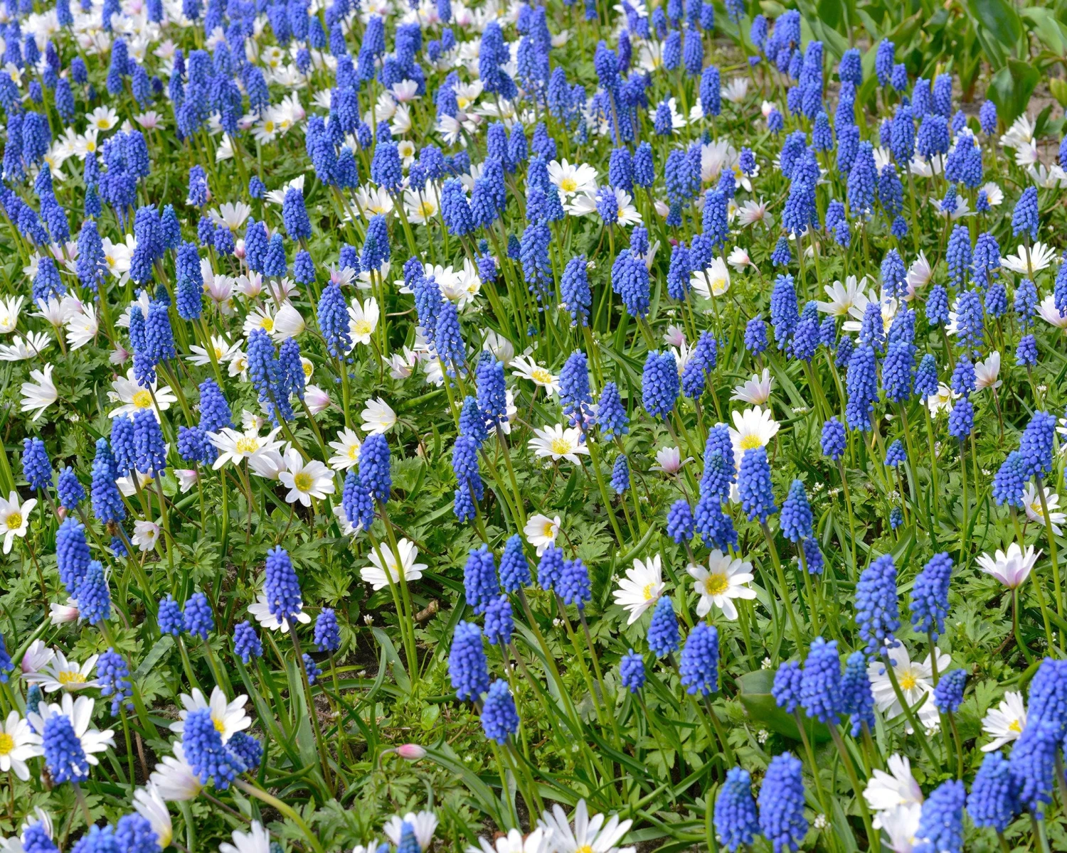 Collection 'Sir Bobby' 3 Collection 'Sir Bobby' - Image 3