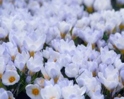 Crocus 'Blue Pearl' -Plants And Flowers Shop crocus blue pearl 2