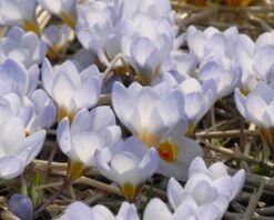 Crocus 'Blue Pearl' -Plants And Flowers Shop crocus blue pearl 4