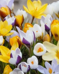 New Products 1 Crocus 'Botanical Mixed'