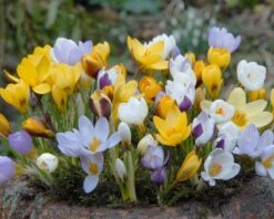 Plants And Flowers Shop -Plants And Flowers Shop crocus botanical mixed 3
