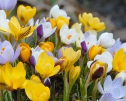 Crocus 'Botanical Mixed' -Plants And Flowers Shop crocus botanical mixed 4