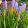 Crocus Sieberi 'Firefly'