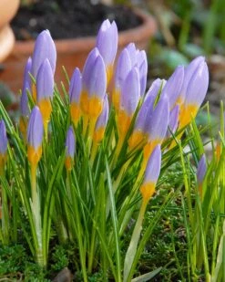 Crocus Sieberi 'Firefly'