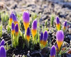 Crocus Sieberi 'Firefly' -Plants And Flowers Shop crocus firefly 1 6b3981c2 4029 4c88 947d c443f69d0d3b