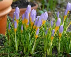 Crocus Sieberi 'Firefly' -Plants And Flowers Shop crocus firefly 2