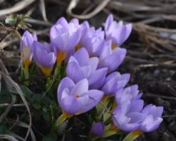 Crocus Sieberi 'Firefly' -Plants And Flowers Shop crocus firefly 3 5c4048fa 5ca2 4436 aff1 04e19145c32d