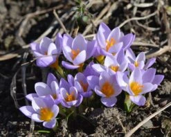 Crocus Sieberi 'Firefly' -Plants And Flowers Shop crocus firefly 4 796587b6 1836 48da 9937 5625336df351