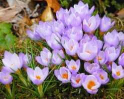 Crocus Sieberi 'Firefly' -Plants And Flowers Shop crocus firefly 6