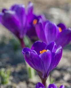Crocus 'Flower Record' -Plants And Flowers Shop crocus flower record 1