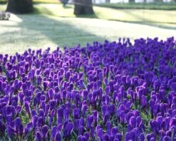 Crocus 'Flower Record' -Plants And Flowers Shop crocus flower record 1 bb00c938 1f4b 43f0 838e f160ce5d3447