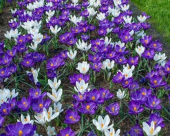 Crocus 'Flower Record' -Plants And Flowers Shop crocus flower record 2