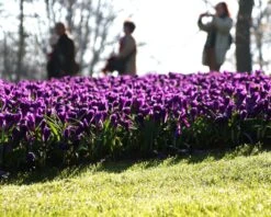 Crocus 'Flower Record' -Plants And Flowers Shop crocus flower record 2 1e16093b a465 4a0e a6db 4721f6aa44d4