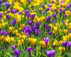 Crocus 'Flower Record' -Plants And Flowers Shop crocus flower record 3
