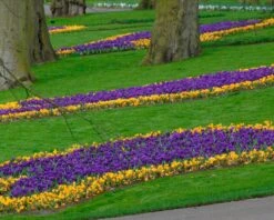Crocus 'Flower Record' -Plants And Flowers Shop crocus flower record 4
