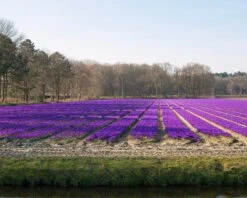 Crocus 'Flower Record' -Plants And Flowers Shop crocus flower record 5