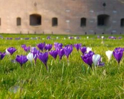 Crocus 'Flower Record' -Plants And Flowers Shop crocus flower record 6