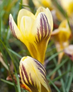 Crocus 'Gipsy Girl' 9 Crocus 'Gipsy Girl' -Plants And Flowers Shop crocus gipsy girl 0