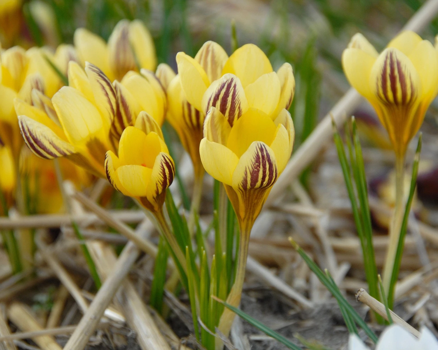 Crocus 'Gipsy Girl' 2 Crocus 'Gipsy Girl' - Image 2