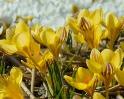 Crocus 'Gipsy Girl' 12 Crocus 'Gipsy Girl' -Plants And Flowers Shop crocus gipsy girl 3