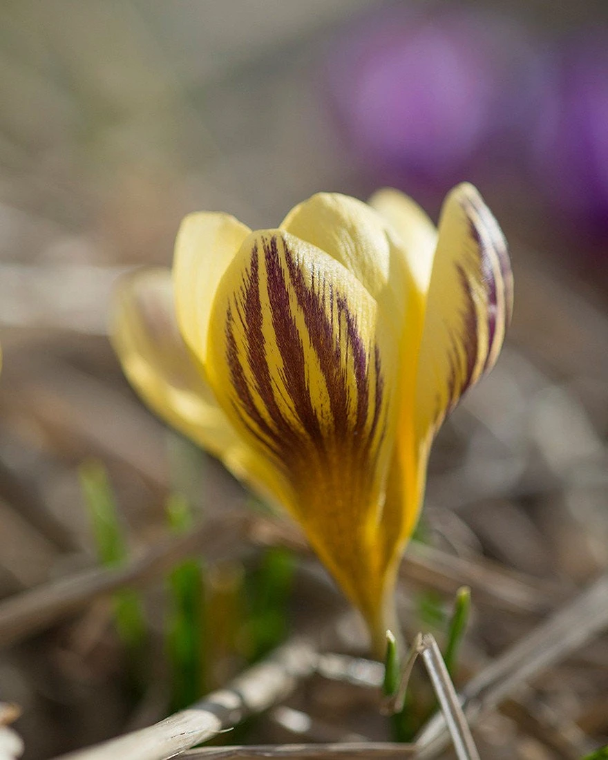 Crocus 'Gipsy Girl' 5 Crocus 'Gipsy Girl' - Image 5