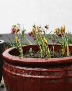 Crocus 'Gipsy Girl' 10 Crocus 'Gipsy Girl' -Plants And Flowers Shop crocus gipsy girl 5