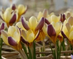 Crocus 'Herald' -Plants And Flowers Shop crocus herald 4