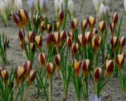 Crocus 'Herald' -Plants And Flowers Shop crocus herald 5