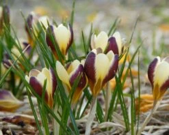 Crocus 'Herald' -Plants And Flowers Shop crocus herald 6