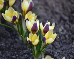 Crocus 'Herald' -Plants And Flowers Shop crocus herald 8