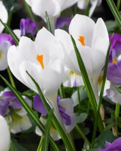 Crocus 'Jeanne D'Arc'