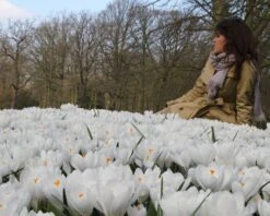 Crocus 'Jeanne D'Arc' -Plants And Flowers Shop crocus jeanne darc 13