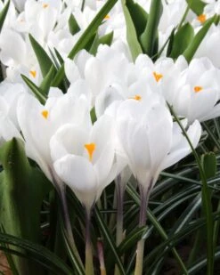 Crocus 'Jeanne D'Arc' -Plants And Flowers Shop crocus jeanne darc 1 137877d6 413d 4809 b9f8 ab5688923f5d
