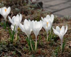 Crocus 'Jeanne D'Arc' -Plants And Flowers Shop crocus jeanne darc 2