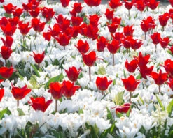 Crocus 'Jeanne D'Arc' -Plants And Flowers Shop crocus jeanne darc 3