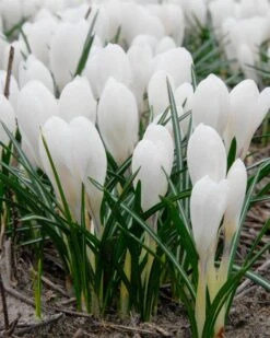 Crocus 'Jeanne D'Arc' -Plants And Flowers Shop crocus jeanne darc 4
