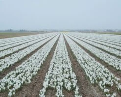 Crocus 'Jeanne D'Arc' -Plants And Flowers Shop crocus jeanne darc 5