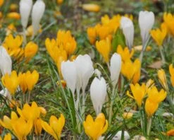 Crocus 'Jeanne D'Arc' -Plants And Flowers Shop crocus jeanne darc 6