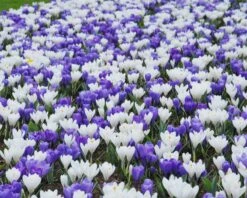 Crocus 'Jeanne D'Arc' -Plants And Flowers Shop crocus jeanne darc 7
